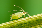 aphids pierce stems, leaves, and other plant parts to suck out the fluid resulting in the death of the plant. photograph shows a macro image of aphids on a leaf.