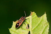 cinch bugs can quickly destroy south florida lawns. photograph shows the bugs collected on a blade of grass